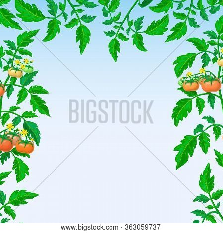 Banner Or Background With Tomato Branches Frame. Red Ripe Tomatoes, Green Leaves Square Composition 