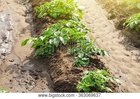 Potato Plantation On A Farm Field. Cultivation And Care, Harvesting In Late Spring. Agroindustry And