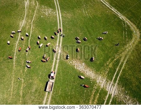 Top View Of Heard Of Cattle And Old Tractor With Trailer On The Pasture