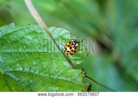 The Ladybirds Are Hemispherical, Airworthy Beetles With Different Colors And Dots On The Wings.