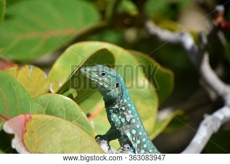 Wild Whiptail Lizard Shedding His Skin In Aruba.