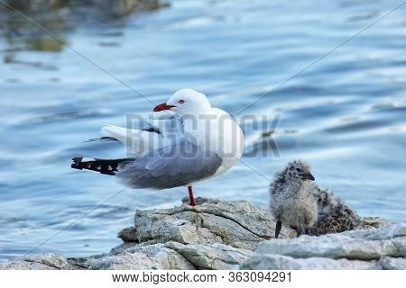 Red-billed Gull With Small Chicks, Kaikoura Peninsula, South Island, New Zealand. This Bird Is Nativ
