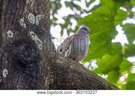 The Crested Pigeon (ocyphaps Lophotes)sometimes Referred To As A Topknot Pigeon Is One Of The Two On