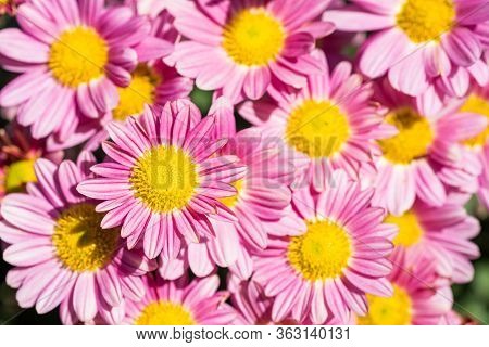 Close Up Chrysanthemum Flowers With Red Purple Ray Florets And Yellow Disc Florets