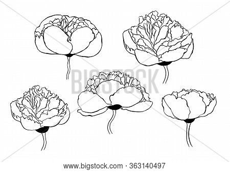Floral Set, Of Hand Drawn Flowers, Roses, Peones Boho Chic Style For Invitation, T-shirts
