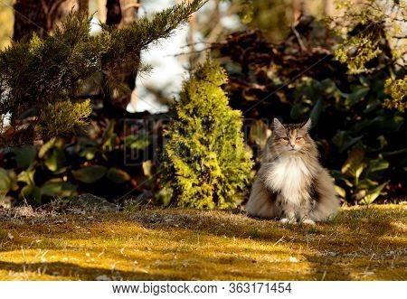 A Beautiful Norwegian Forest Cat Female Sitting In Garden In Springlike Evening