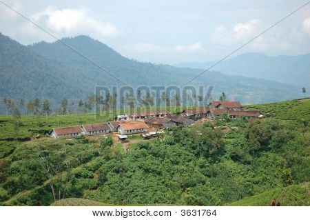 Plantación de té