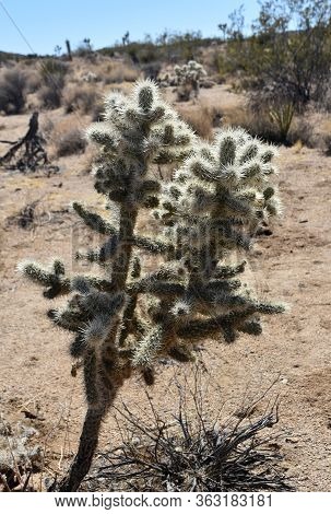 Pretty Prickly Cholla Cacti With Sharp Prickly Spines.