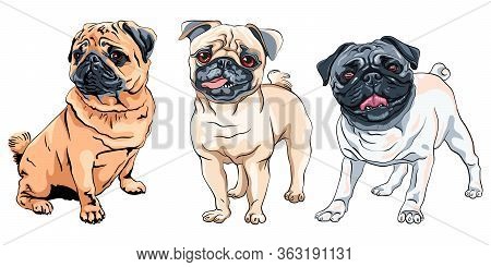 Vector Set Of Cute Dogs Fawn Pug Breed, The Most Common Colouring