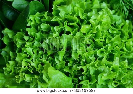 Fresh Organic Raw Greens. Creative Layout Of Green Leaves. Green Crispy Lettuce Salad, Spinach, Dill