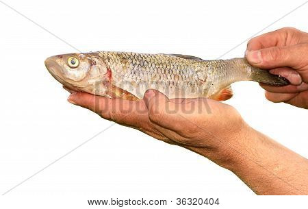 Fish Bream In Fishermen's Hands Isolated On White Background