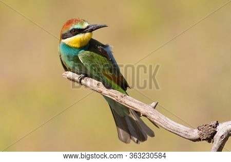 European Bee Eater, Merops Apiaster. Young Bird