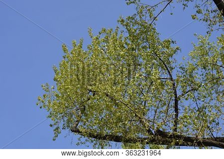 Canadian Poplar - Latin Name - Populus X Canadensis