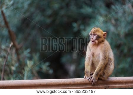 Cute Baby Monkey. Funny Baby Of Barbary Macaque With Open Mouth On Beautiful Forest Background
