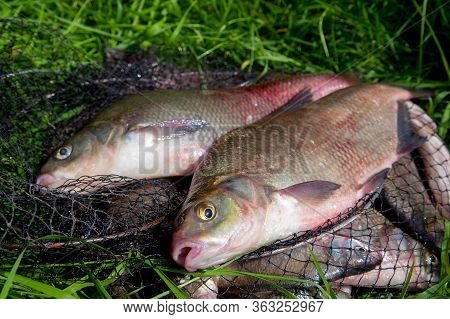Two Big Freshwater Common Bream Fish On Natural Background..