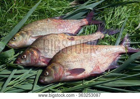 Pile Of Big Freshwater Common Bream Fish On Green Reed..