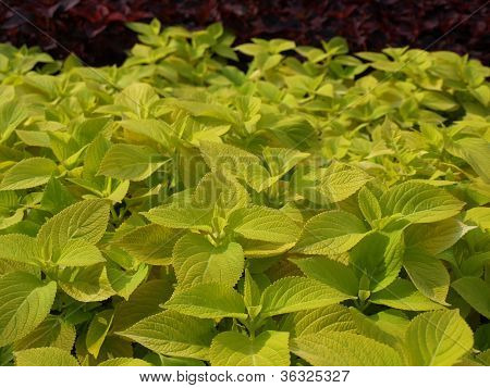 Coleus Nettle plant