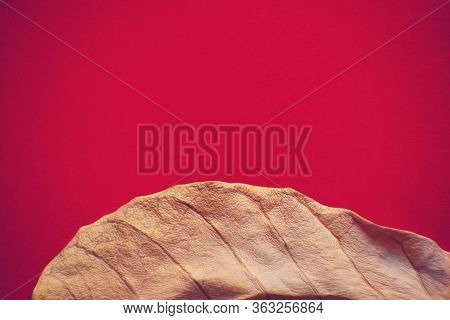 Dry Leaf Autumn On Red Background Nature