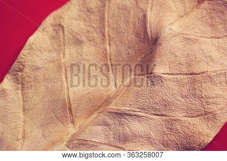 Dry Golden Leaf  Texture Autumn Red Background