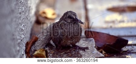 Cute Baby Bird Sitting On The Ground