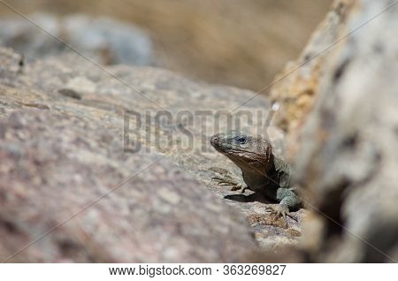 Male Gran Canaria Giant Lizard Gallotia Stehlini.