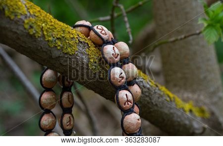 Signs For Predicting Fate And The Future, Runes, Futhark Are On The Tree From Which They Were Create