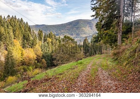 Trail With Pine Trees In Black Forest Around Forbach Village