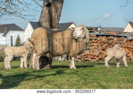 Ewe With Her Lambs In A Meadow During Spring
