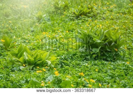 Grass With Large Green Leaves Of False Hellebore, Corn Lilies Or Veratrum On Lawn With Yellow Flower