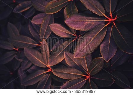 Creative Nature Layout Made Of Tropical Leaves