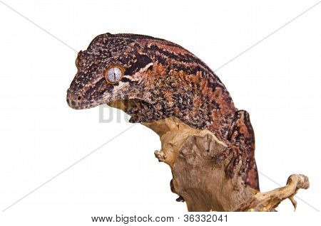 Gargoyle Gecko