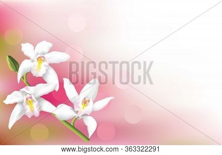 Greeting Card, Or Wedding Invitation Card, With Beautiful White Cymbidium Orchids.