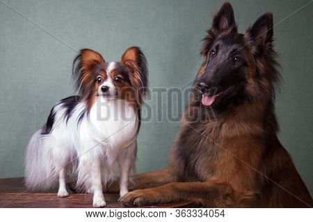 A Trained, Large Dog Of The Tervuren Breed Next To A Small Dog Of The Papillon Breed At A Table Indo