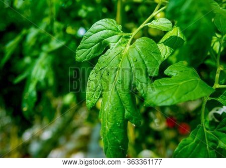 Modern Greenhouse With Tomato Plants. Beautiful Background
