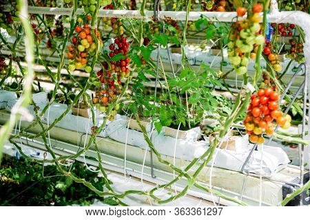 Beautiful Red Ripe Tomatoes Grown In A Greenhouse.