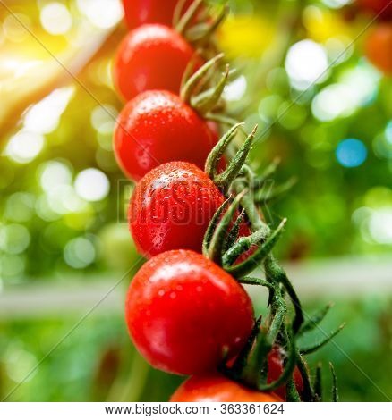 Beautiful Red Ripe Tomatoes Grown In A Greenhouse.