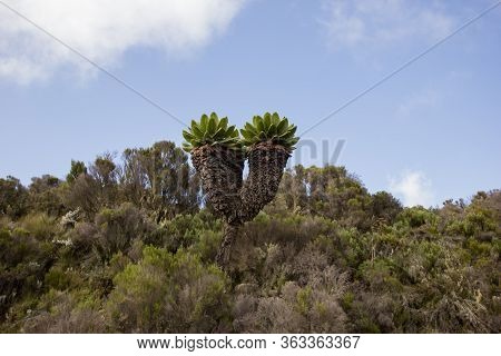 Giant Senecia On A Sunny Day In Africa