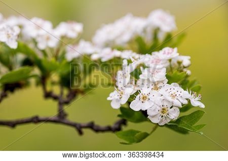 Hawthorn Branch (crataegus Monogyna) Plant With Flowers