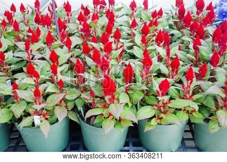 Red Celosia Plumosa In Potted, Dwarf Celosia. Pot Plants In Greenhouse