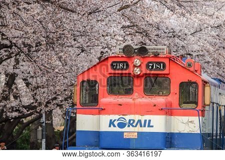 Jinhae, South Korea - April 2, 2019: The Train Between Cherry Blossom Tree Line In Jinhae Gunhangje 