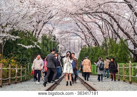Jinhae, South Korea - April 2, 2019: Tourists Taking Photos Of The Beautiful Scenery  Between Cherry