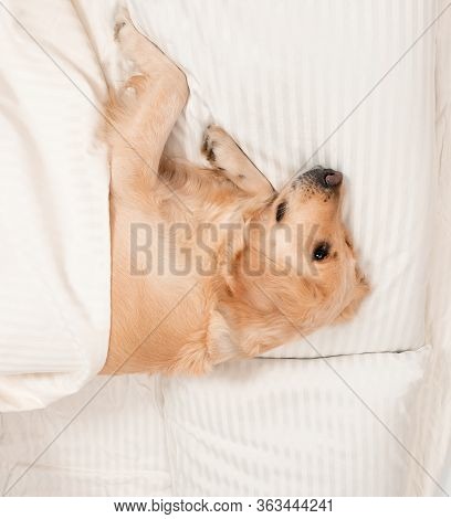 Cute Golden Retriever Dog Sleeping On The Bed. Dog Covered In White Blanket. Spanding Time At Home. 