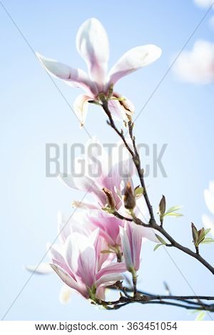 Magnolia Blossom At The Spring With A Blue Sky
