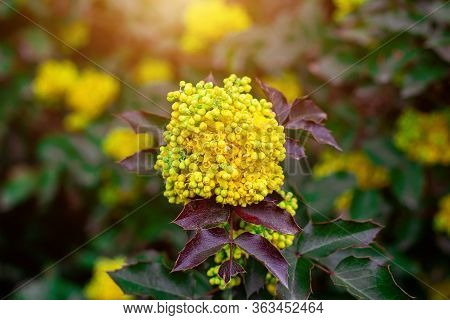 Bright Yellow Mahonia Aquifolium Bush Flowers On Green Leaves Background In The Garden In Spring Sea