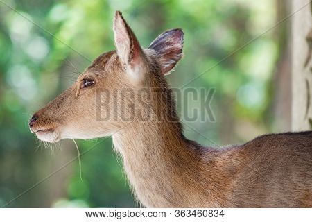 Cute Deer Roaming Freely In Nara Park In Nara, Japan