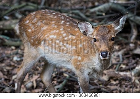 Cute Deer Roaming Freely In Nara Park In Nara, Japan