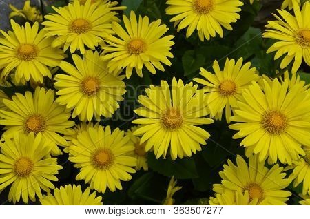 Yellow Spring Flower Doronicum Orientale Doronicum - The Perfect Plant For The Spring Garden.