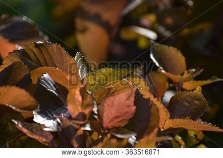 Leaves In The Outdoor Garden Park Or Garden