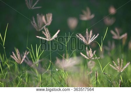 Green Grass And Flowers In The Garden Of California