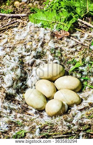 Ground Pheasant Nest With Six Unhatched Eggs